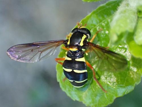 Philhelius citrofasciatum